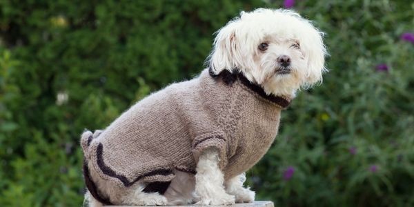 4257-hacer-ropa-a-mi-perro