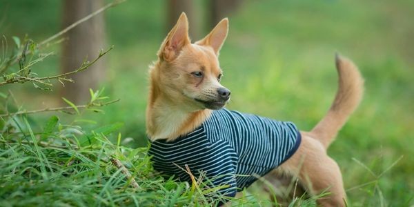 4260-perro-ropa-casera