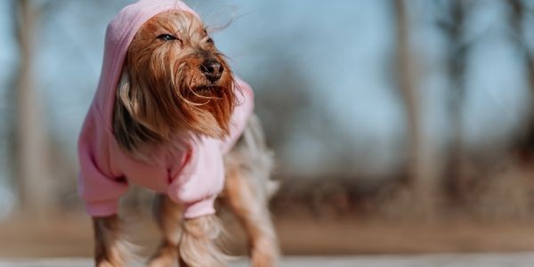 4262-perro-ropa-hecha-en-casa