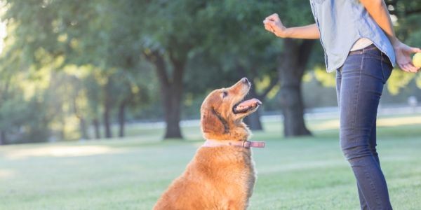 4268-donde-buscar-adiestradores-caninos-de-confianza