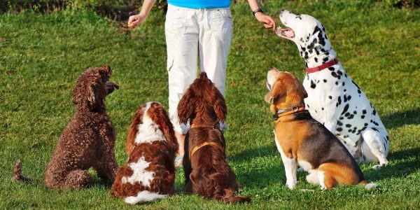 4272-perros-adiestramiento-en-positivo