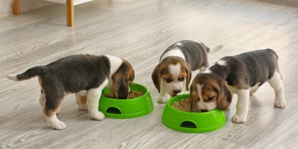 4280-perros-comida-menu