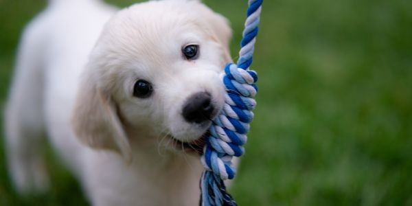 4283-comida-perros-cachorros