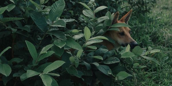 4306-plantas-venenosas-para-perros-cuales-son-y-como-identificarlas