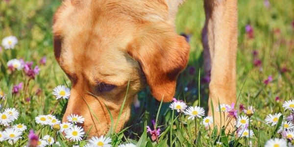 4308-plantas-venenosas-para-perros-cuales-son-y-como-identificarlas