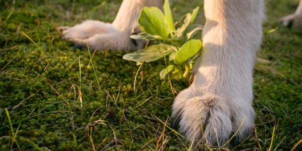 4311-plantas-venenosas-para-perros-cuales-son-y-como-identificarlas