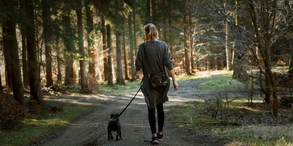 4314-plantas-venenosas-para-perros-cuales-son-y-como-identificarlas