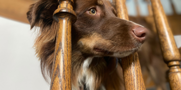 4324-perro-ladrido-como-evitarlos