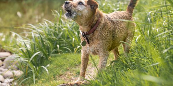 4326-perro-ladrido-como-evitarlos