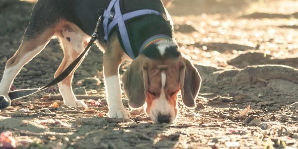 4328-perro-oliendo-o-husmeando-el-suelo-en-la-calle-o-parque