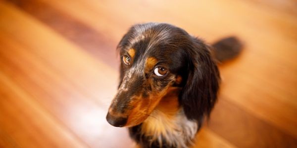 4331-perro-comiendo-algo-del-suelo