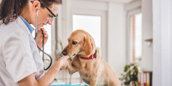 4336-perro-veterinario-por-comer-cosas-del-suelo