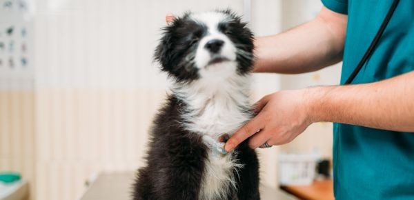4361-barkibu-seguro-salud-mascotas-descuento