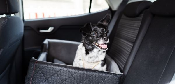 4380-accesorios-baratos-para-perros