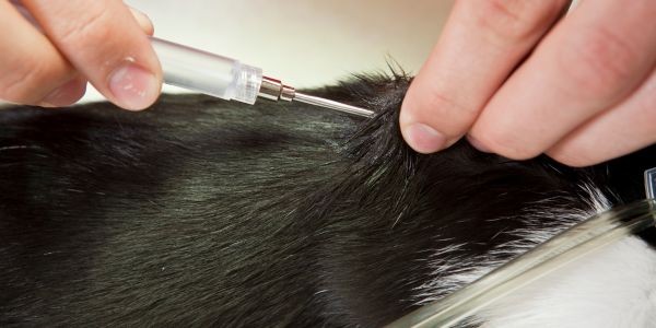 4390-inyectar-microchip-perro