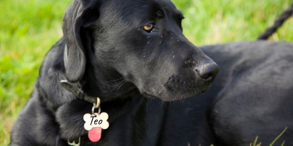 4392-placa-nombre-perro-teo