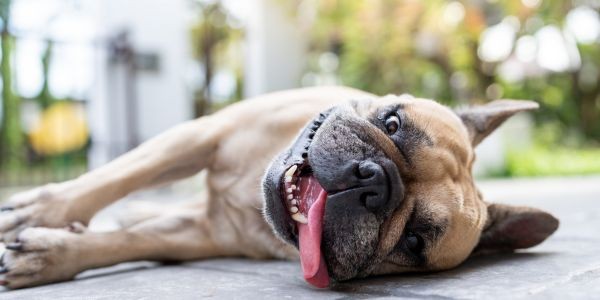 4395-perro-con-calor