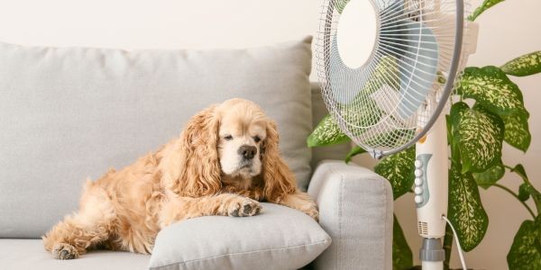 4397-perro-refrescandose-ventilador