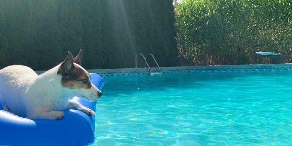 4399-actividades-refrescantes-para-perros