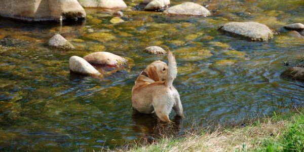 4410-escapada-con-perro-verano