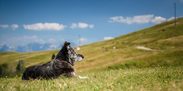 4411-picos-europa-con-perro-montana