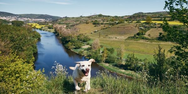 4413-perro-escapada-valle-aran