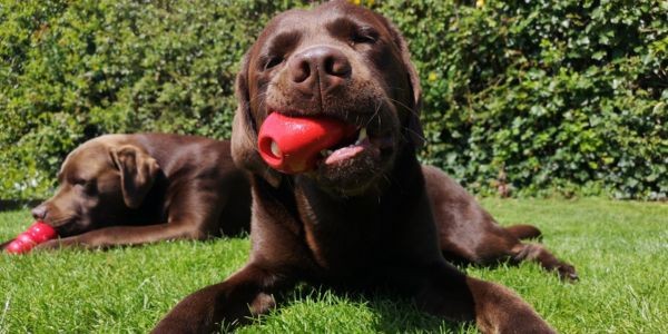 4432-kong-juguete-para-cachorros