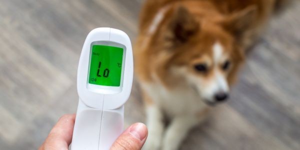 4441-temperatura-perro-termometro-infrarojos