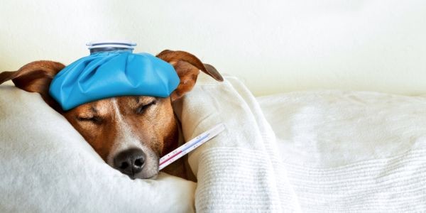 4447-temperatura-perro-termometro