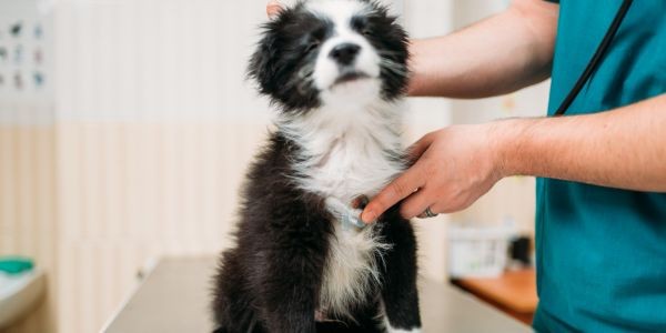 4458-perro-visita-veterinario-apatia