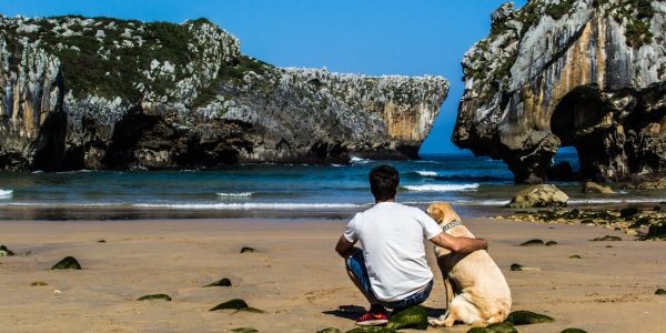 4460-perro-playa