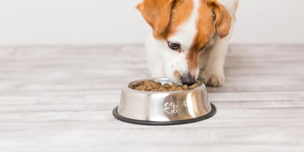 4483-plato-perro-acero-inoxidable