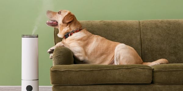 4491-Purificador-de-aire-inteligente-perro