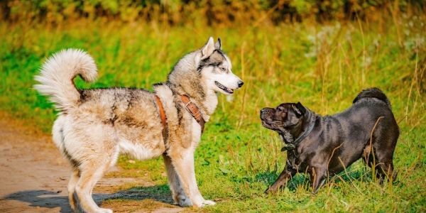 4499-perros-razas-jugando