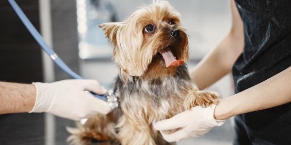 4503-perro-veterinario-castracion