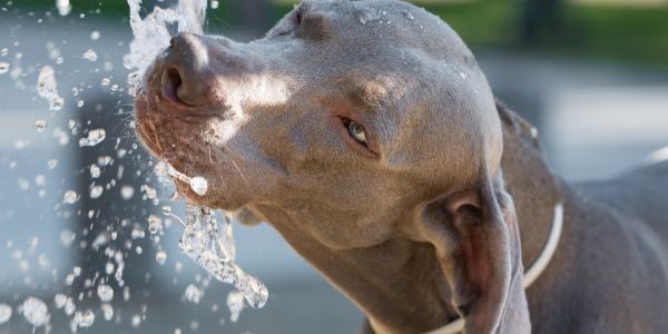 4509-perro-bebiendo