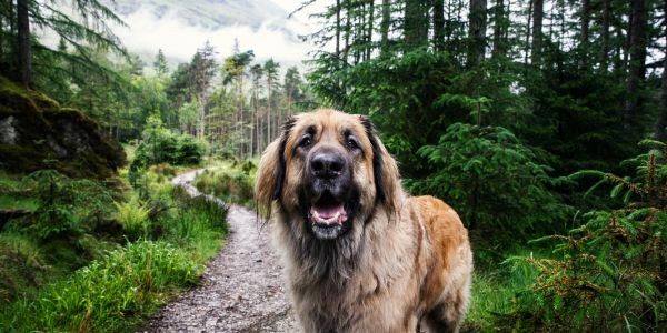 4516-perro-garrapatas-naturaleza