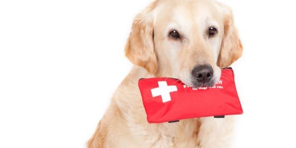 4527-kit-emergencia-perros-garrapatas