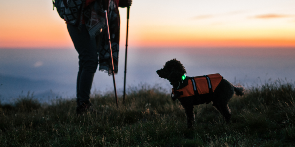 4551-rutas-con-perro-en-castilla-la-mancha