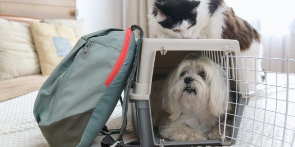 4575-preparativos-viaje-con-perra-embarazada
