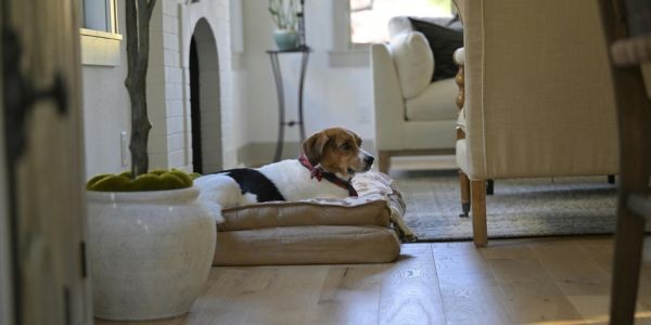 4577-descanso-perra-embarazada