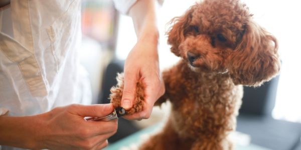 4584-perro-unas-veterinario