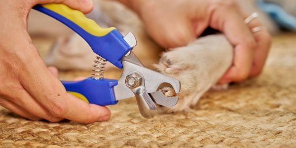 4586-unas-perros-cortar