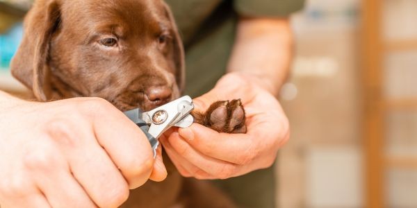 4588-perro-cortando-unas-casa
