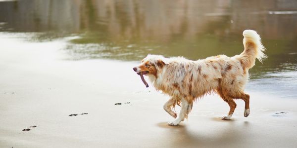 4610-playa-perros-pais-vasco