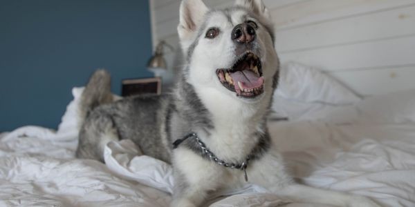 4612-euskadi-con-perro-hoteles