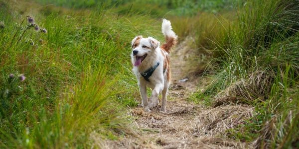 4613-euskadi-con-perro