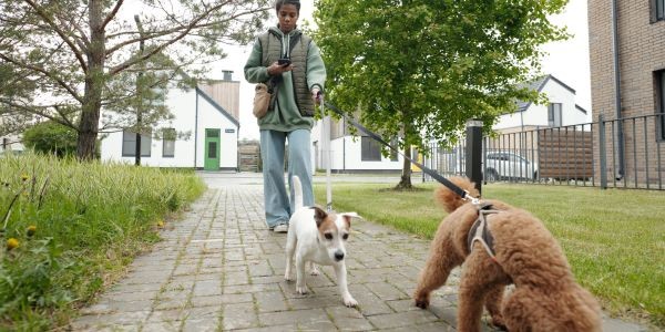 4623-perro-paseos-al-dia