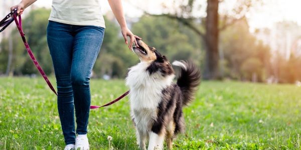 4625-perro-paseos-al-dia