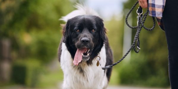 4627-perro-paseos-al-dia